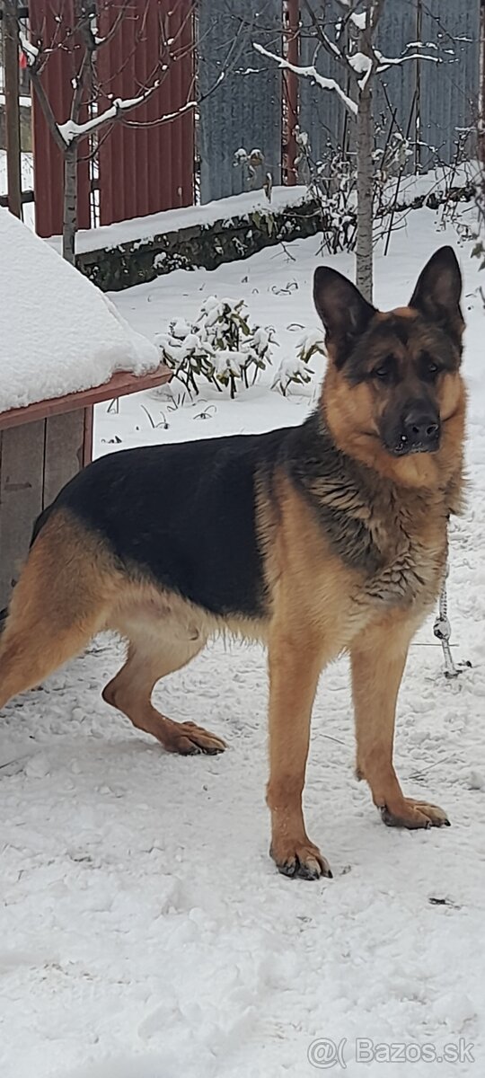 Nemecký ovčiak šteňatá - 5