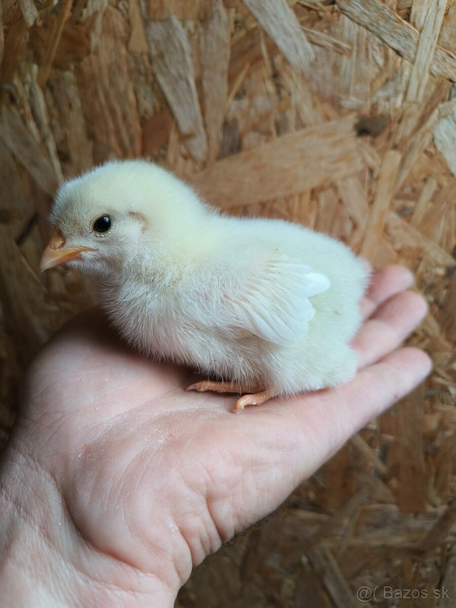 Kuriatka dominant - 5