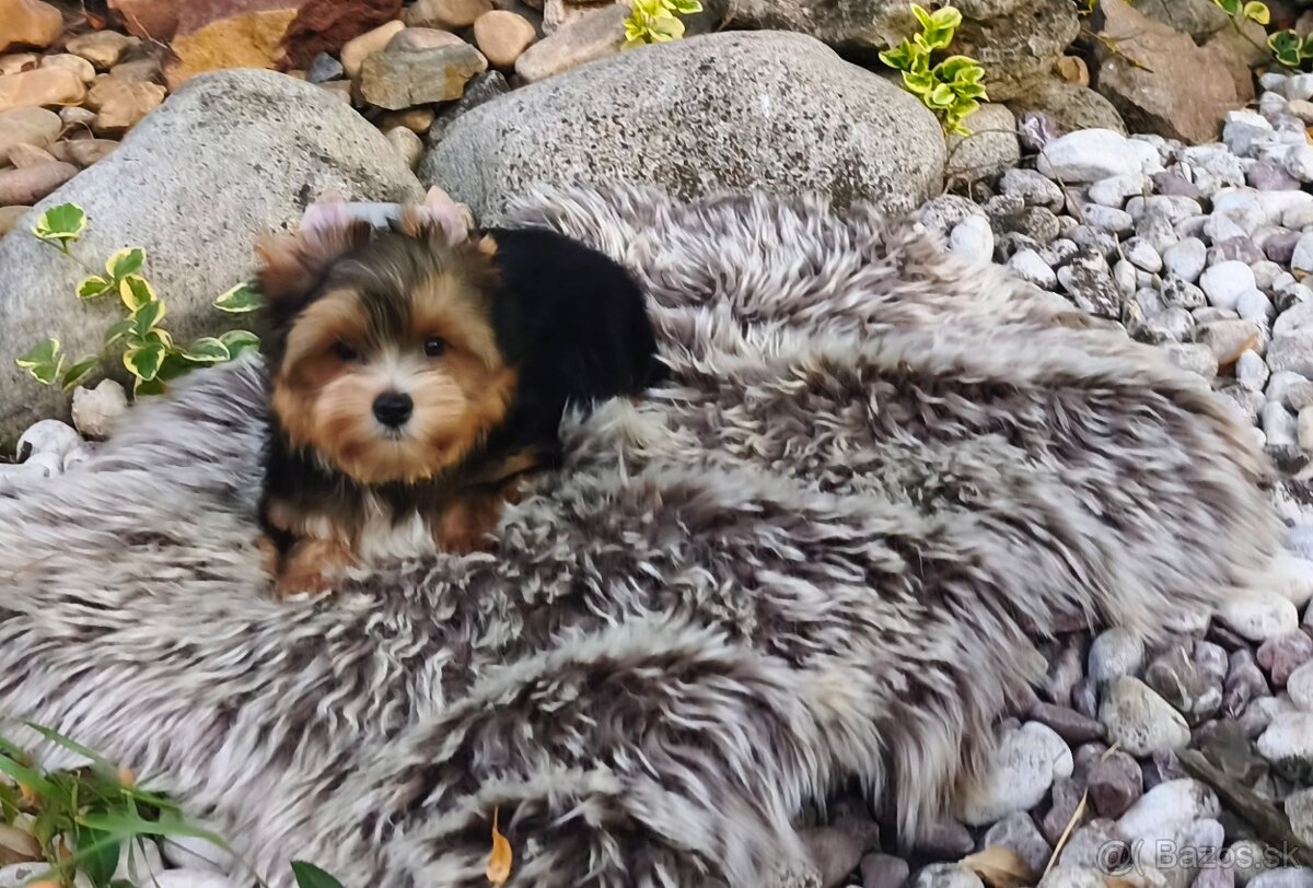 Yorkshire terrier - 5