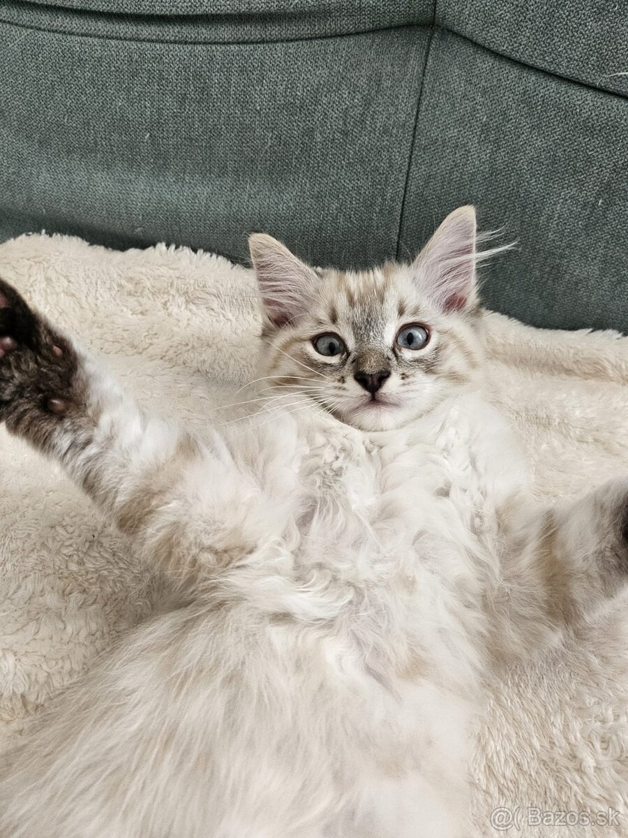 Ragdoll mačiatka - 5