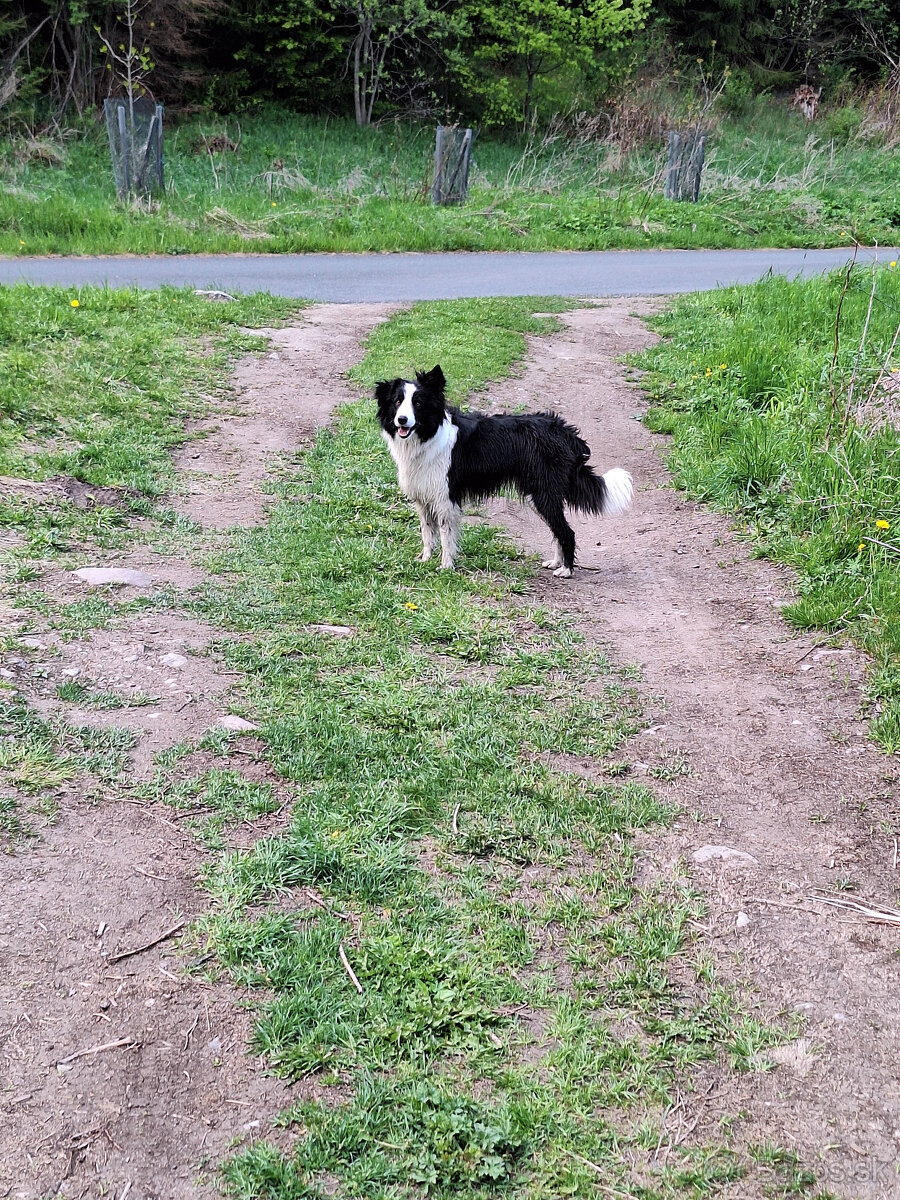 Šteňatá Border kólie - 5
