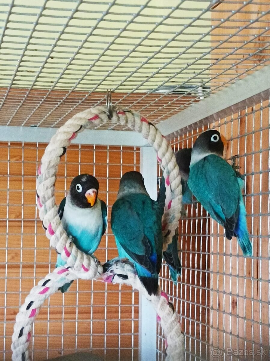 Predám Agapornis škraboškový, papagáj - 5