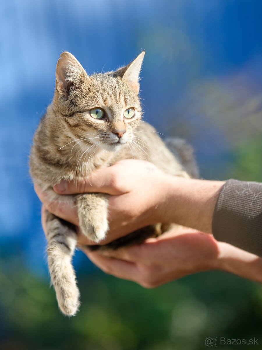 Darujem zachránené mačiatka - ryšavé, tigrované - 5
