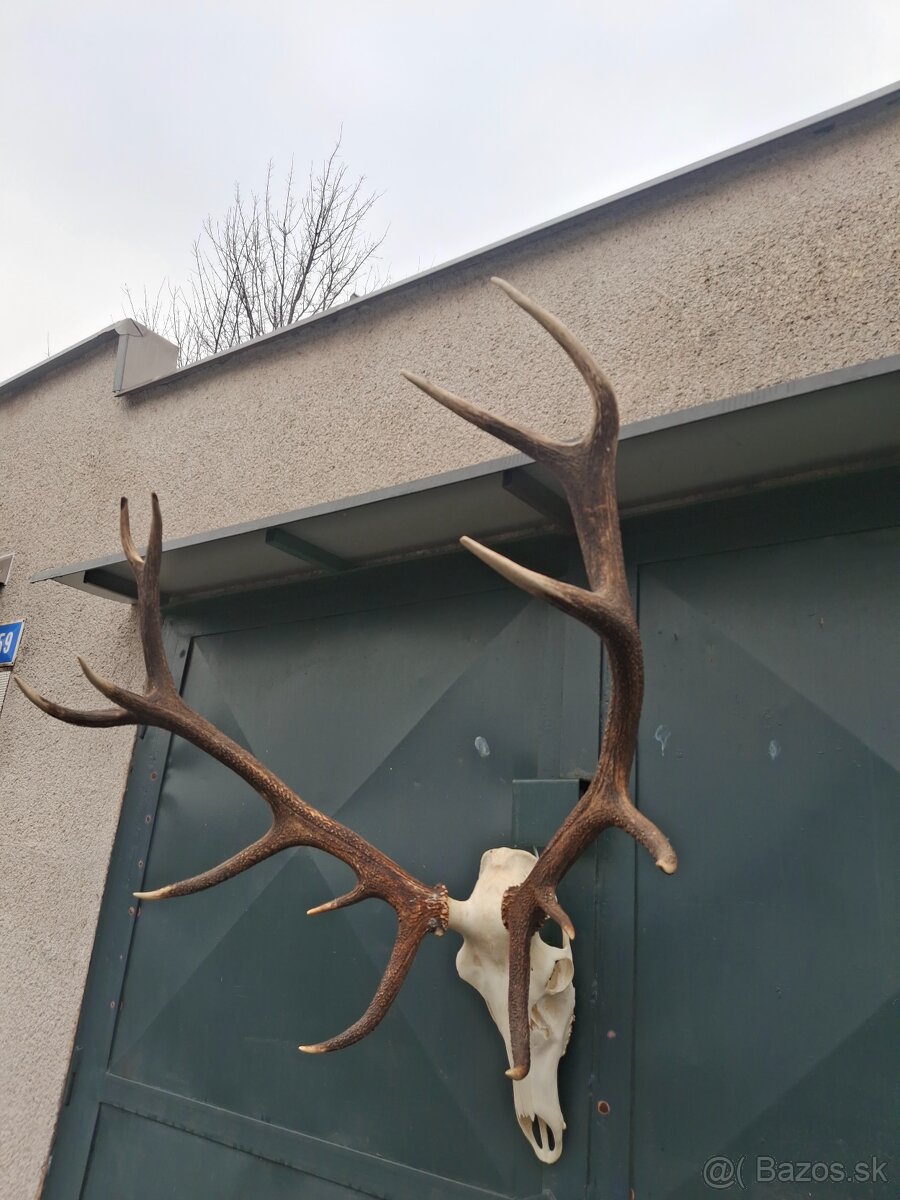 Trofeje, parožie - 5