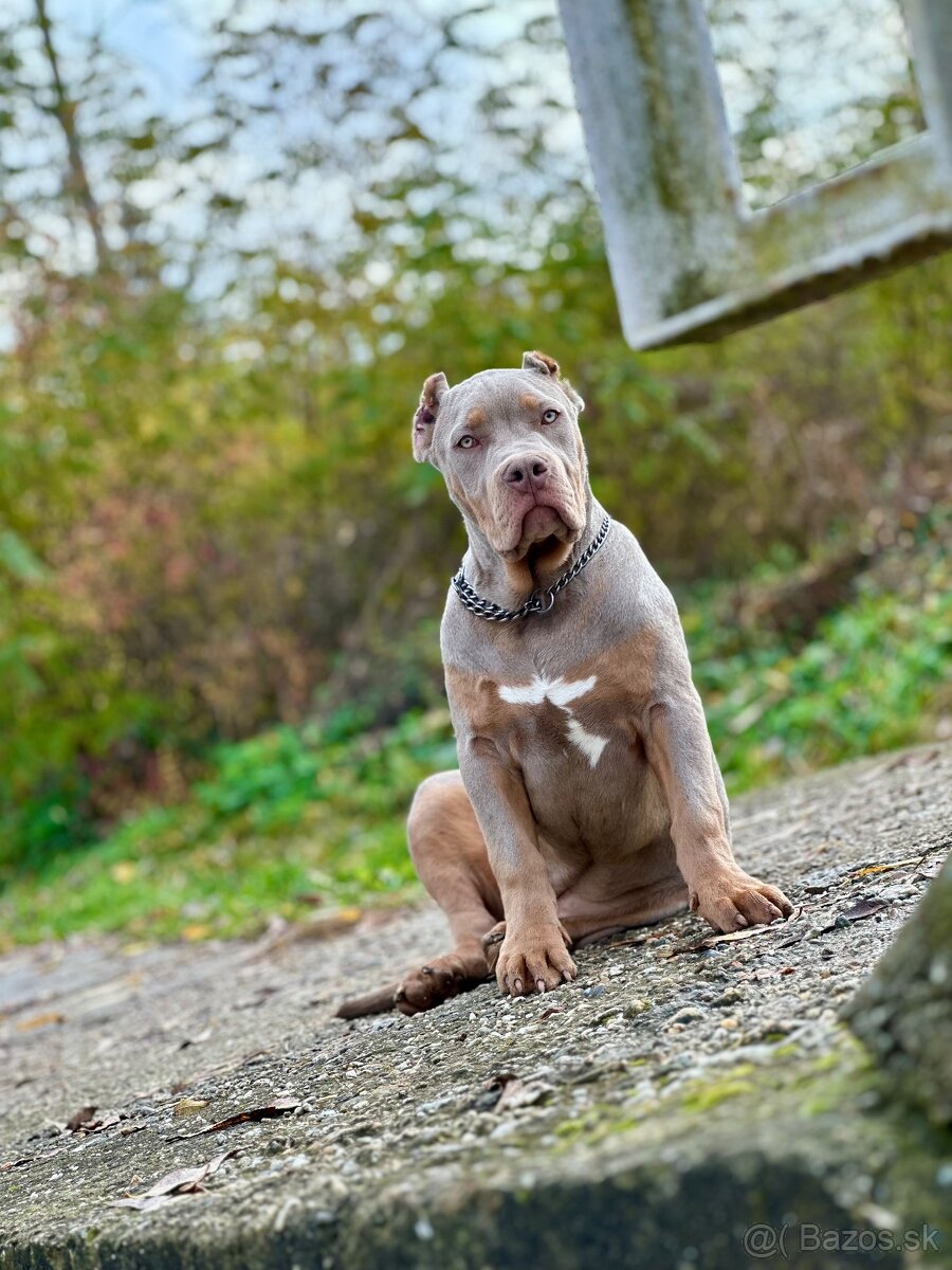 American Bully XL (Pitbull XXL) - 5