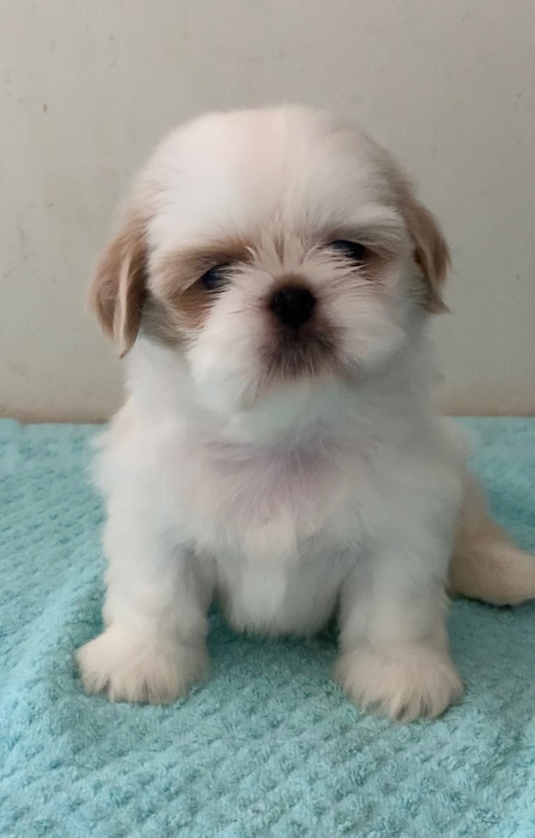 Krásne čistokrvné šteniatka Shih Tzu - 5