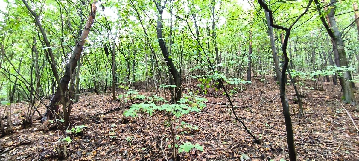 Rekreačná chata na predaj - 5