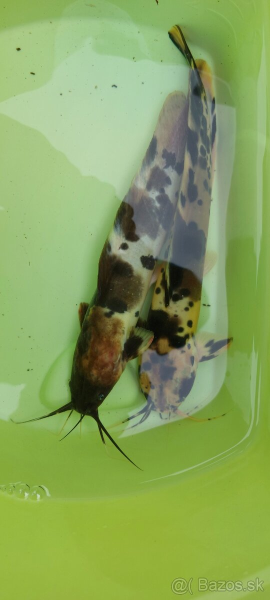 Clarias batrachus "albín" Sumček Clarias - 5