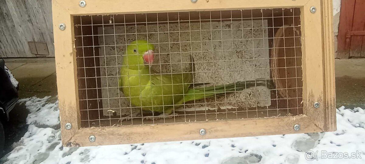 Predaj vtáctva - 5
