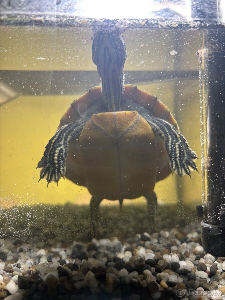 Predám vodnú koritnačku - 5