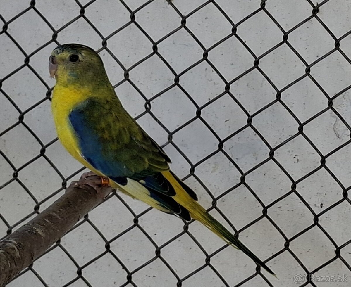 Neoféma tyrkysová žltobruchý opalín - 5