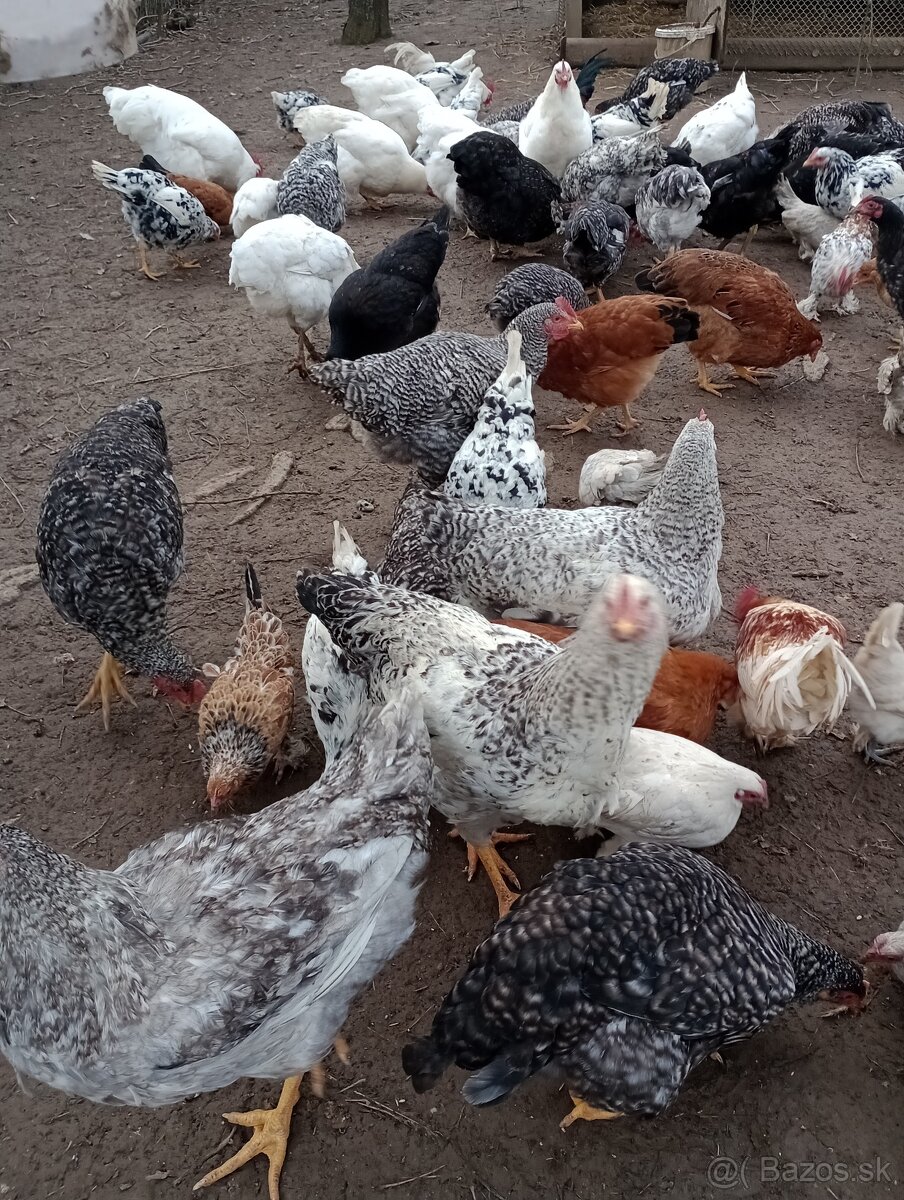 Ponúkam na predaj kohútov - 5