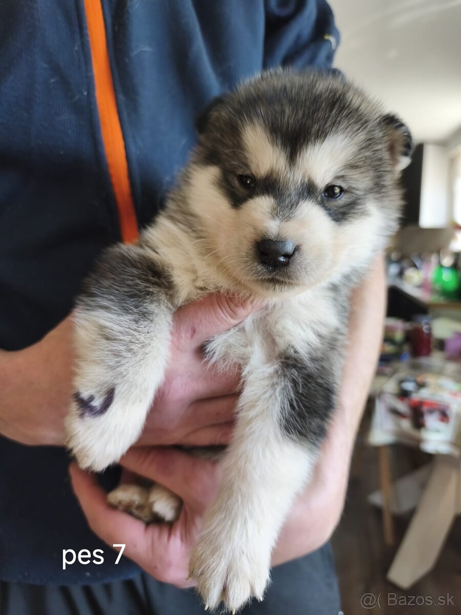 Šteniatka Aljašský malamut - 5