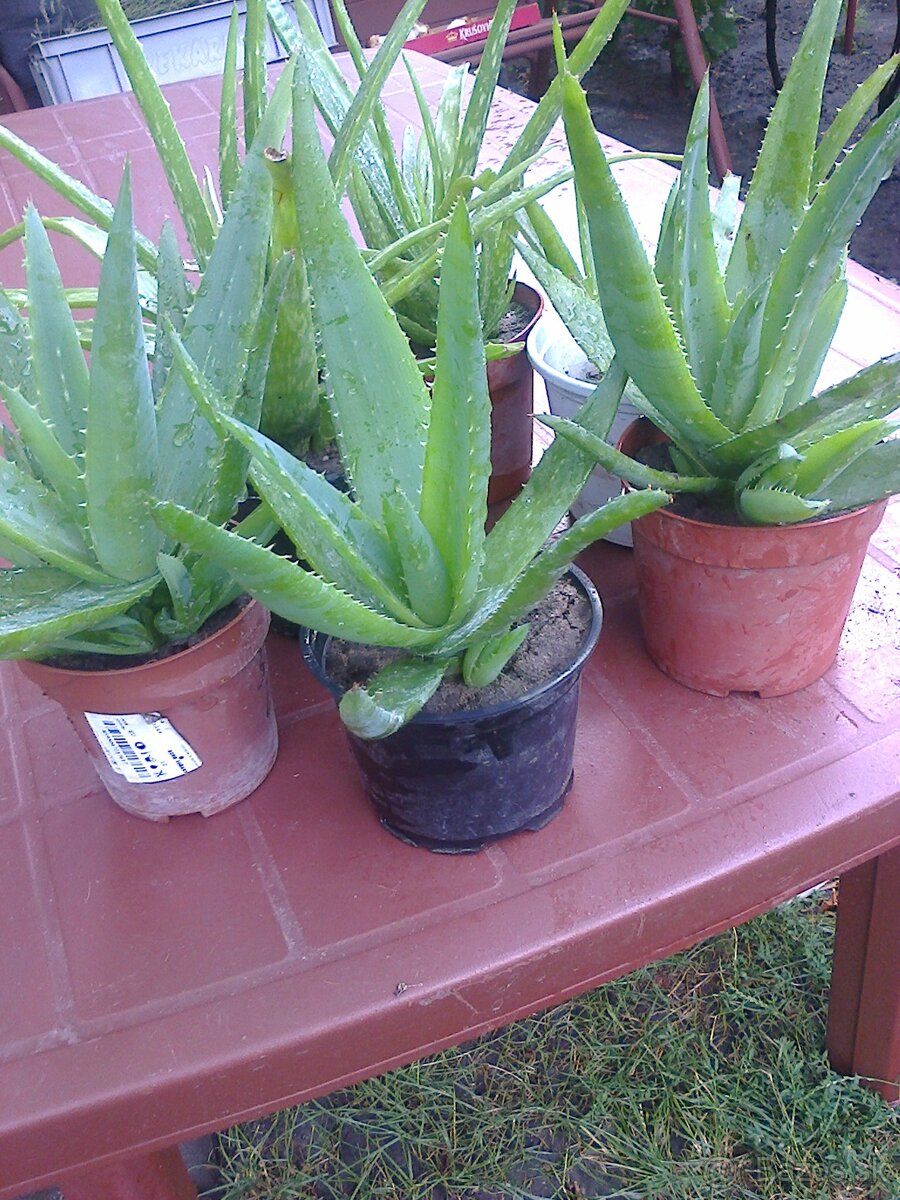 Kaktus Aloe Vera tučnolist. - 5