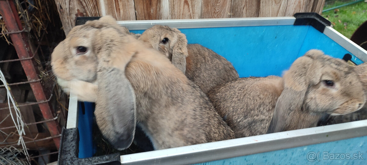 Predám zajacov FB - 5