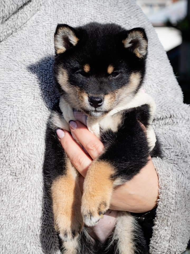 Shiba inu - 5