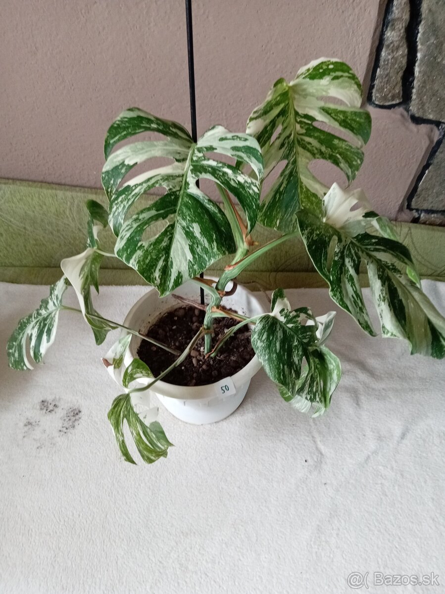 Monstera variegata - 5