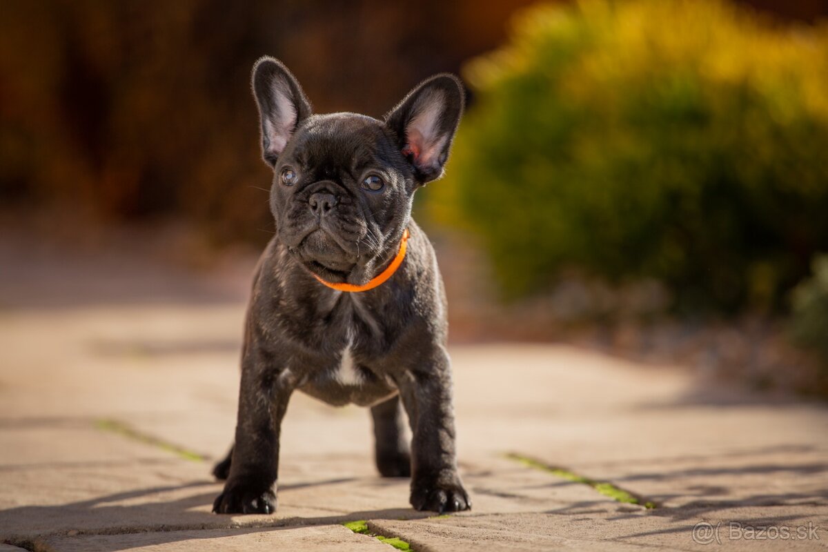 FRANCÚZSKY BULDOČEK s pp - 5