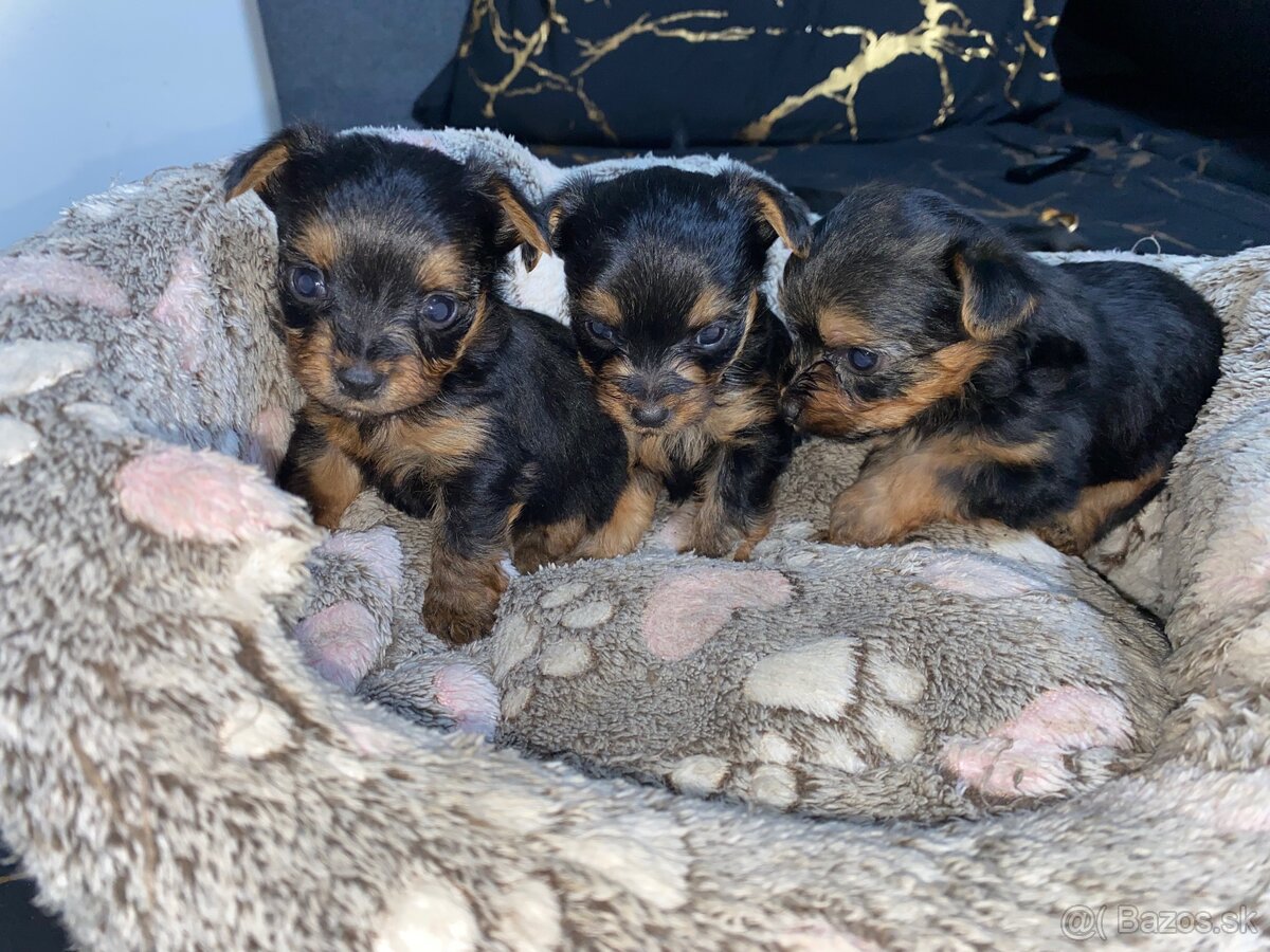 Mini Yorkshire terrier - 5