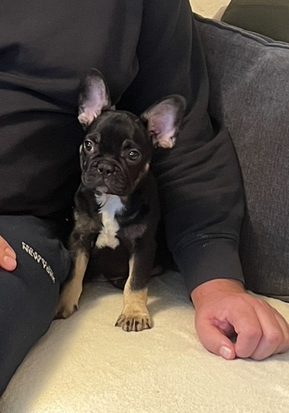 Francúzsky buldoček - 5