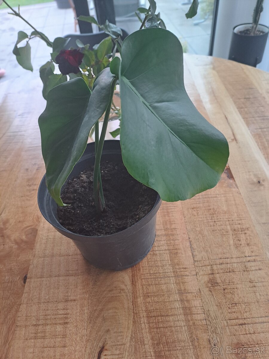 Monstera kvet cca 30-40cm - 5