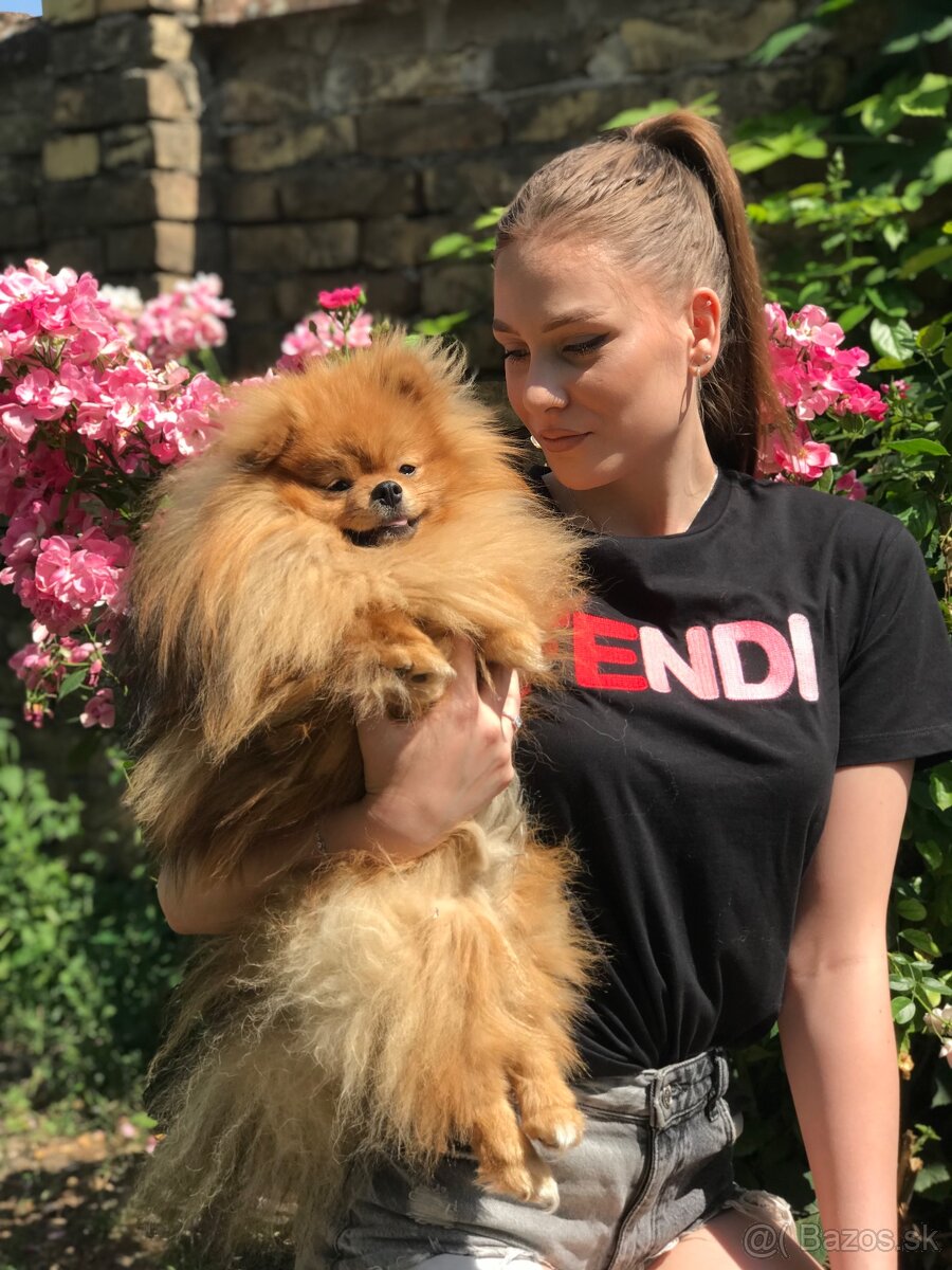 Pomeranian Boo-šteniatká na predaj - 5