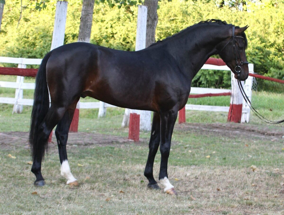 Cornet obolensky & Diamant De semilly - 5