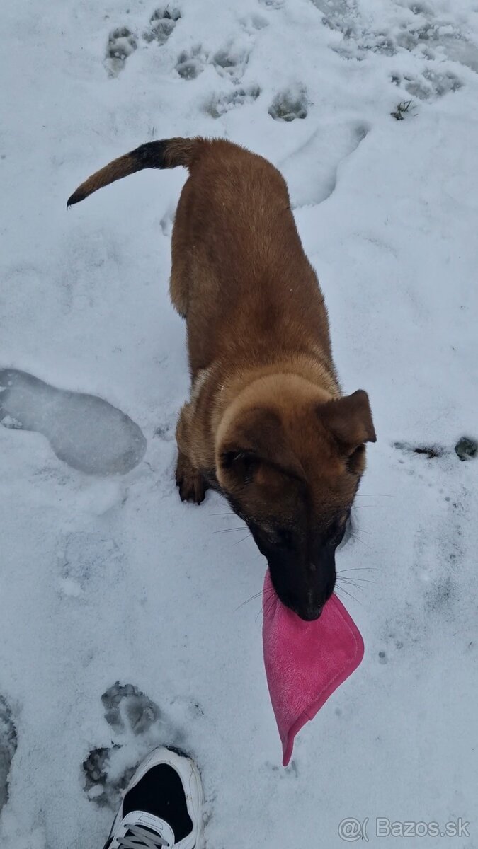 Belgický ovčiak - 5