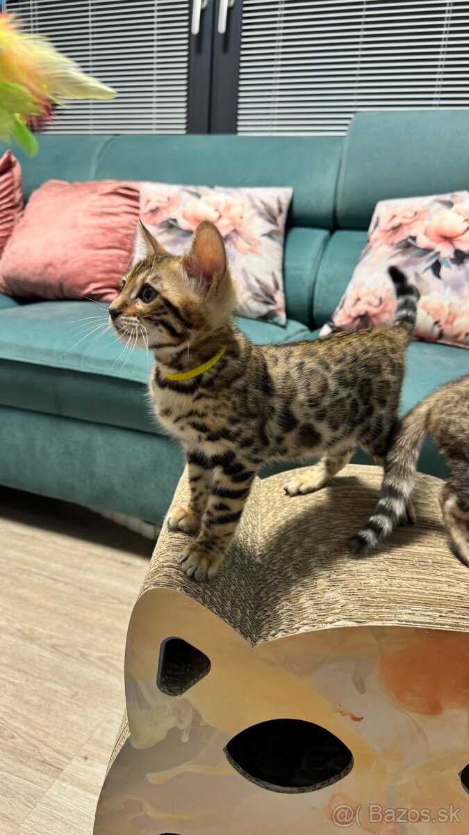 Bengalska mačka s rodokmeňom, Bengal Cat - 5