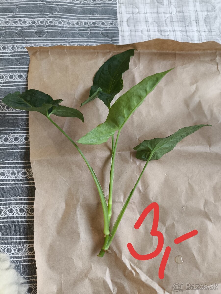 Izbové rastliny odrezky - 5