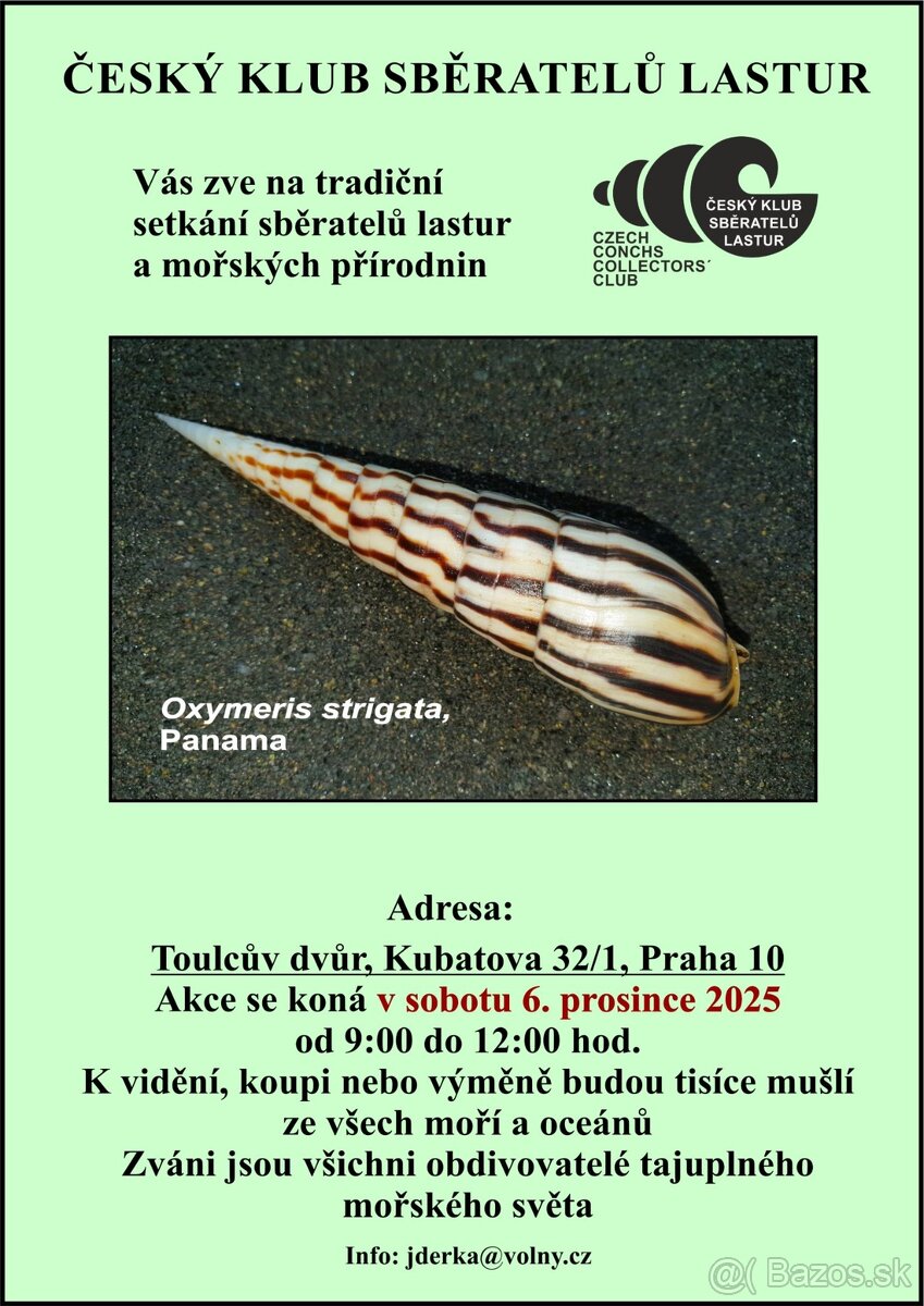 Pecten maximus - 5