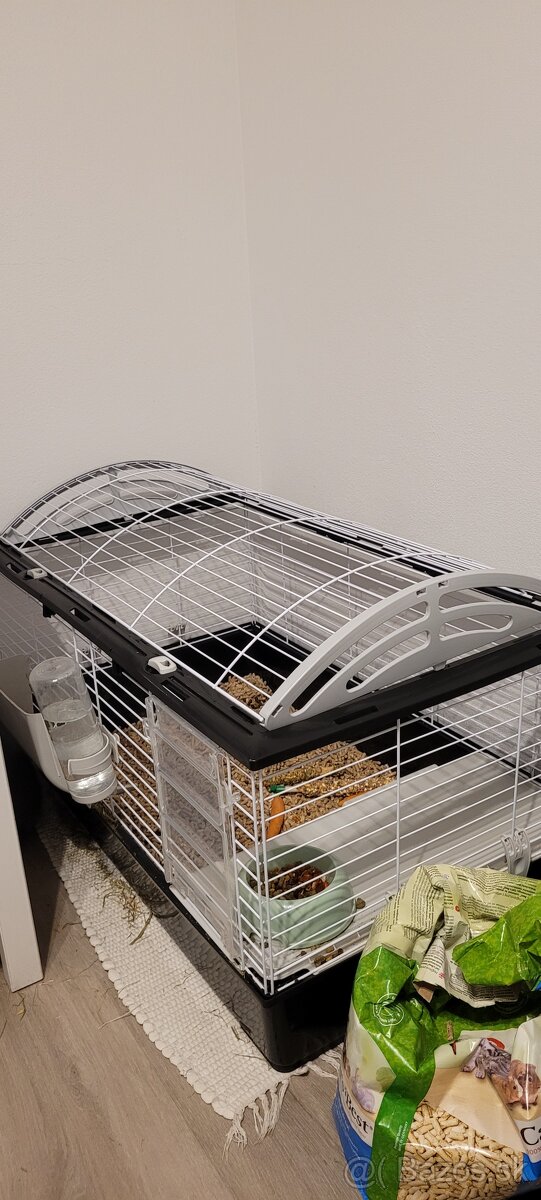 Králik Teddy - predaj - 5