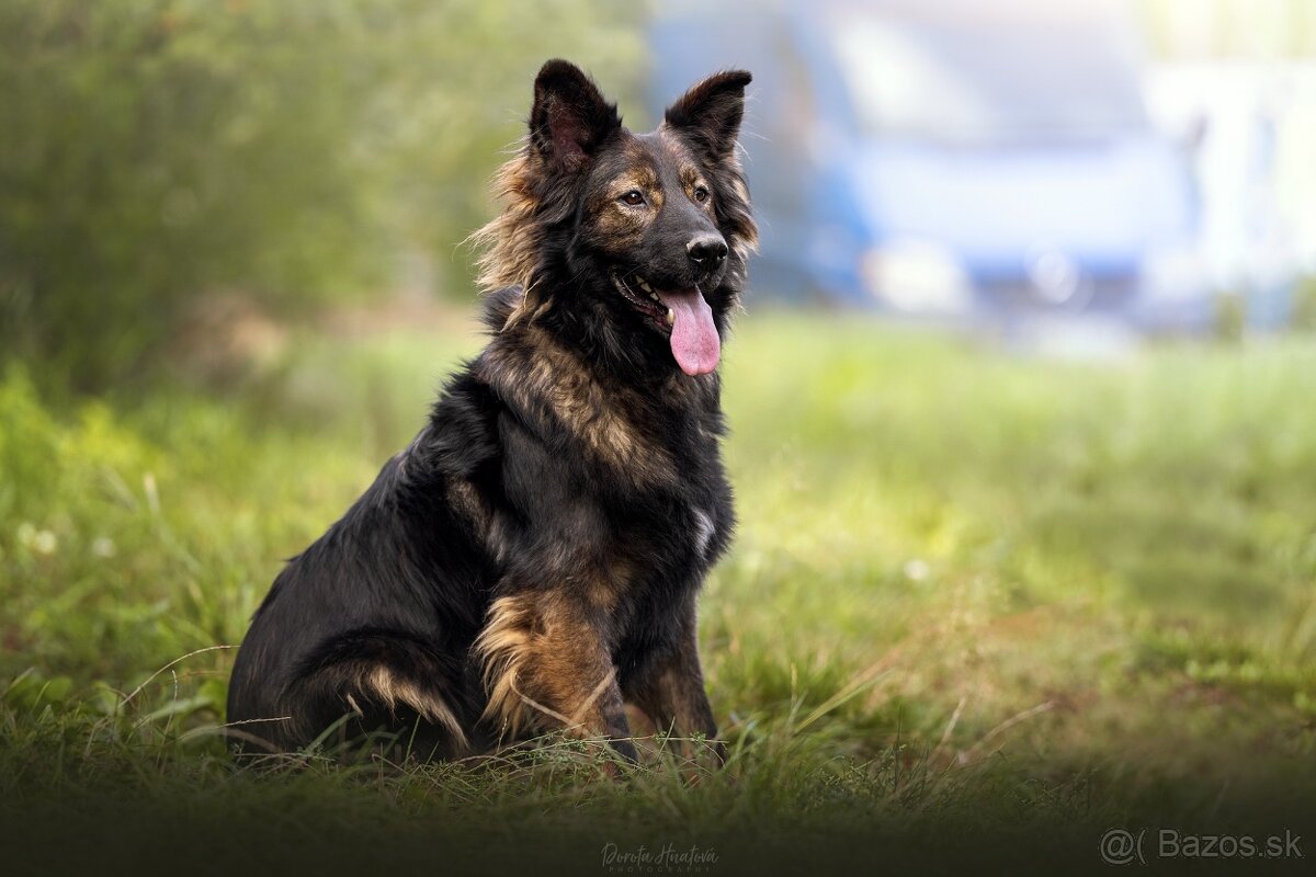 Darujem nádherného psa Ramiho - nemecký ovčiak bez PP - 5