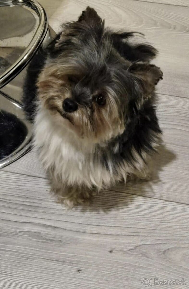 Biewer yorkshire terier - 5