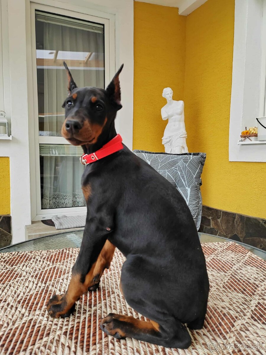 DOBERMAN ŠTENIATKA FCI P.P. - 5