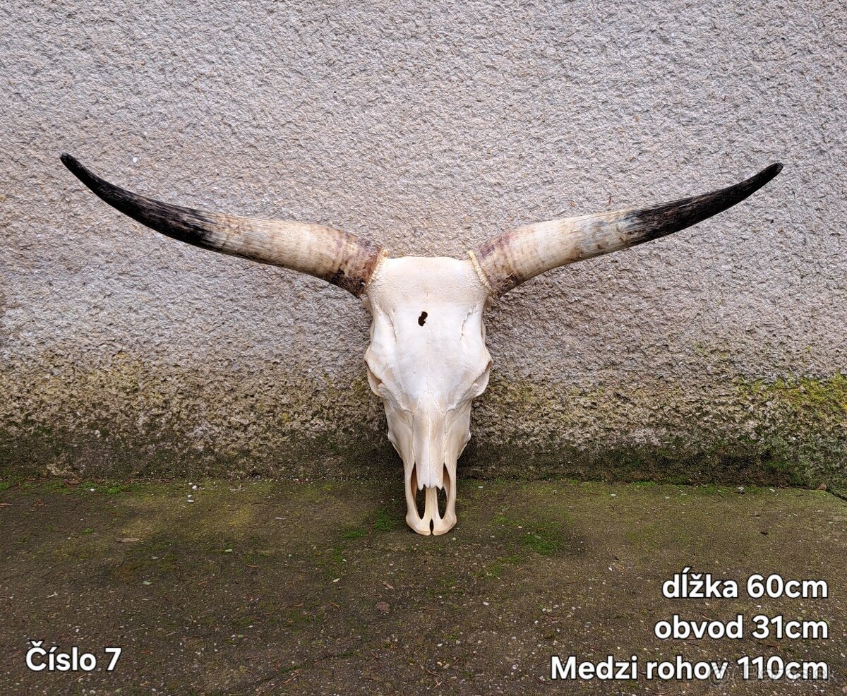 Trofeje, maďarský stepný - 5