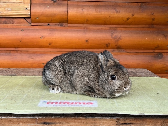 Zdrobneny divosfarbeny - 5