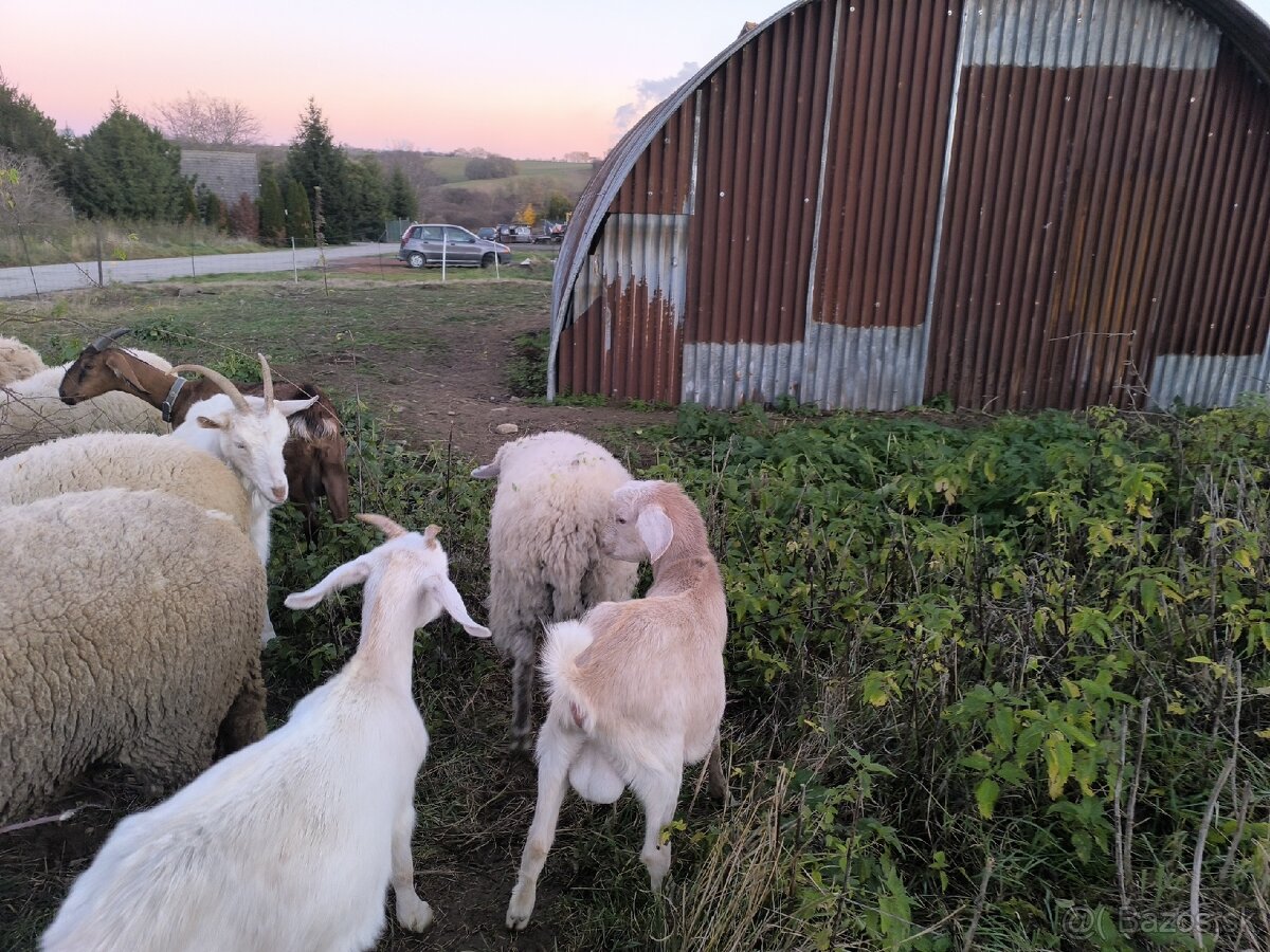 Anglonubijsky capko podielovy,predaj, pripustenie - 5