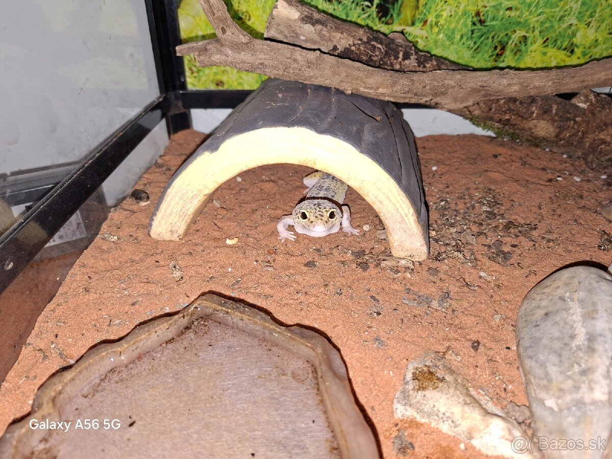 Predam terarium reptiplanet - 5