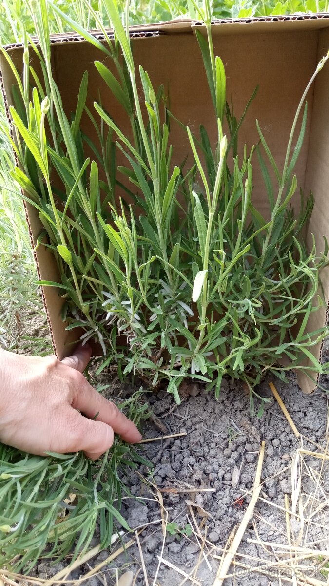 Levanduľa lekárska - sadenice - 5