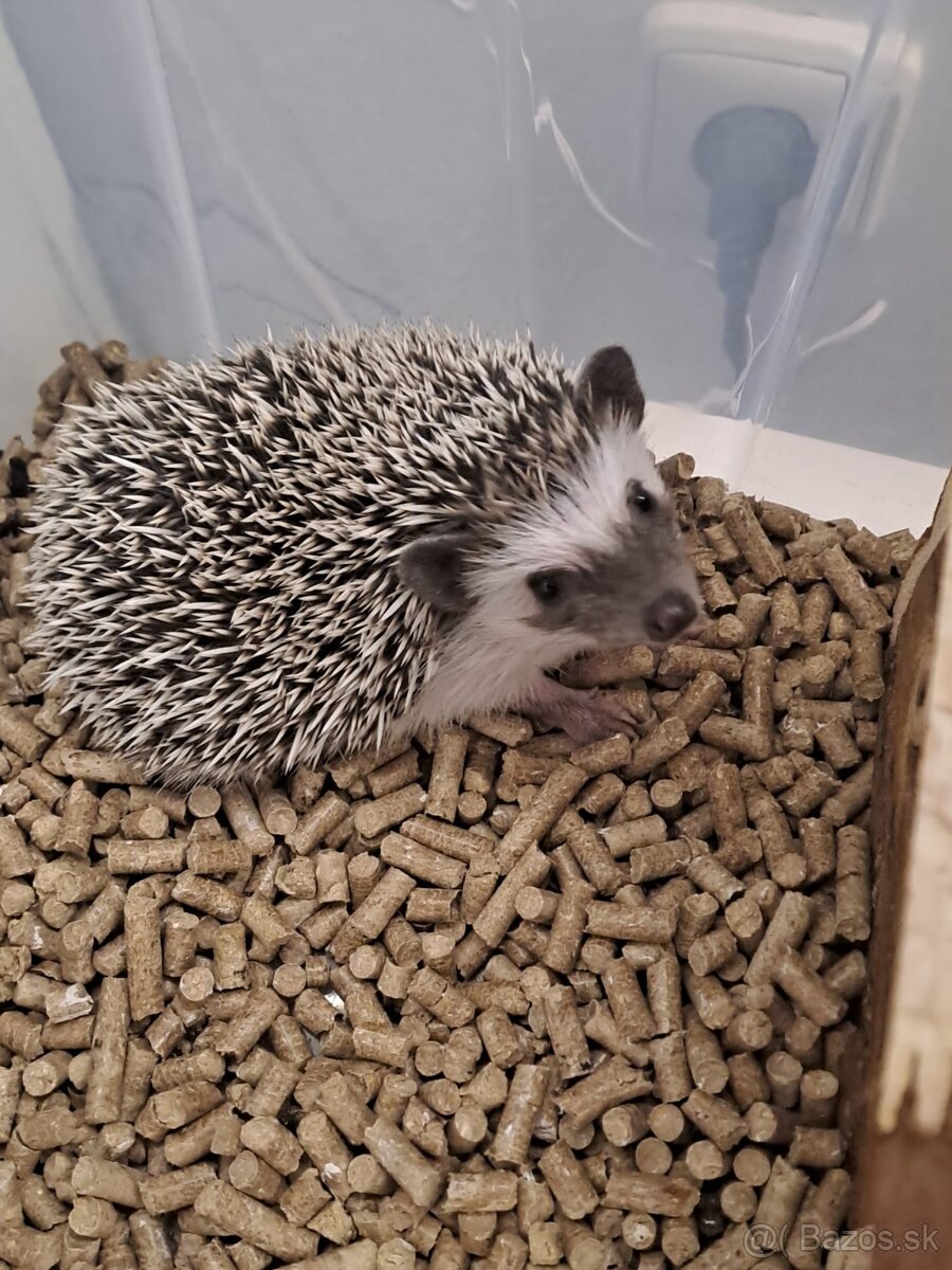 Ježko bielobruchý s vybavením - 5
