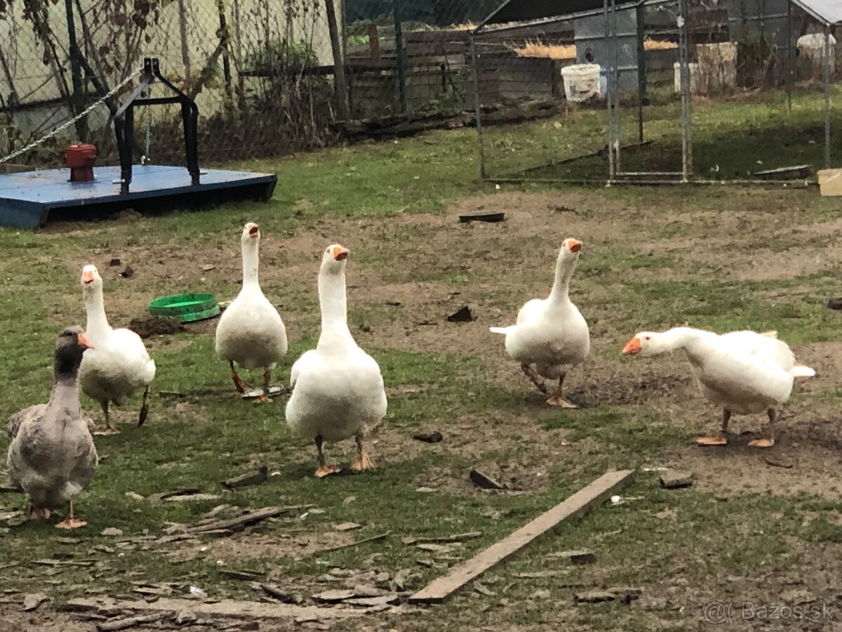 Slovenská biela hus- samec - 5