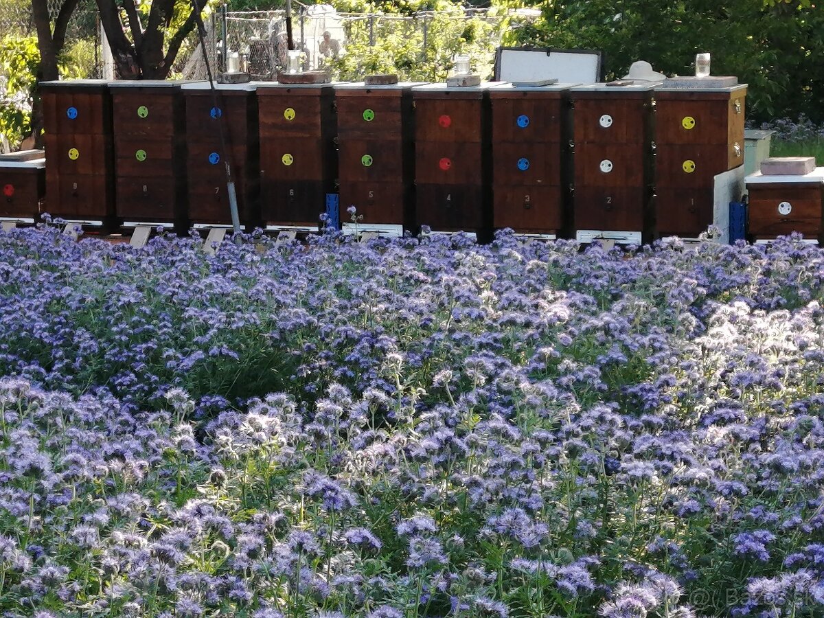 Predám včelí med - 5