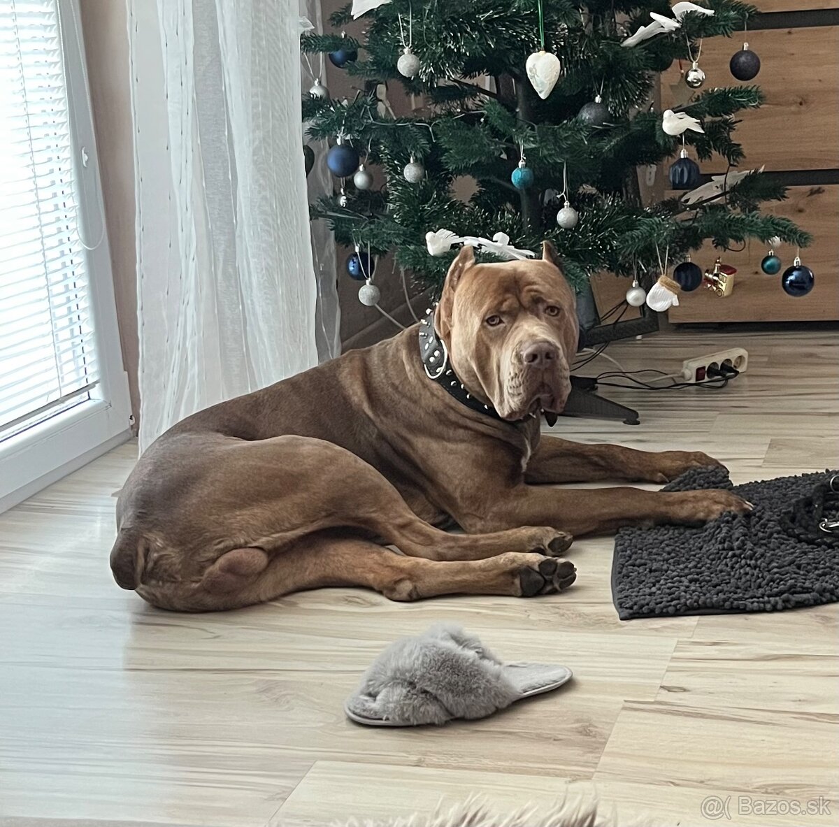 Dám na krytie Bandoga - 5