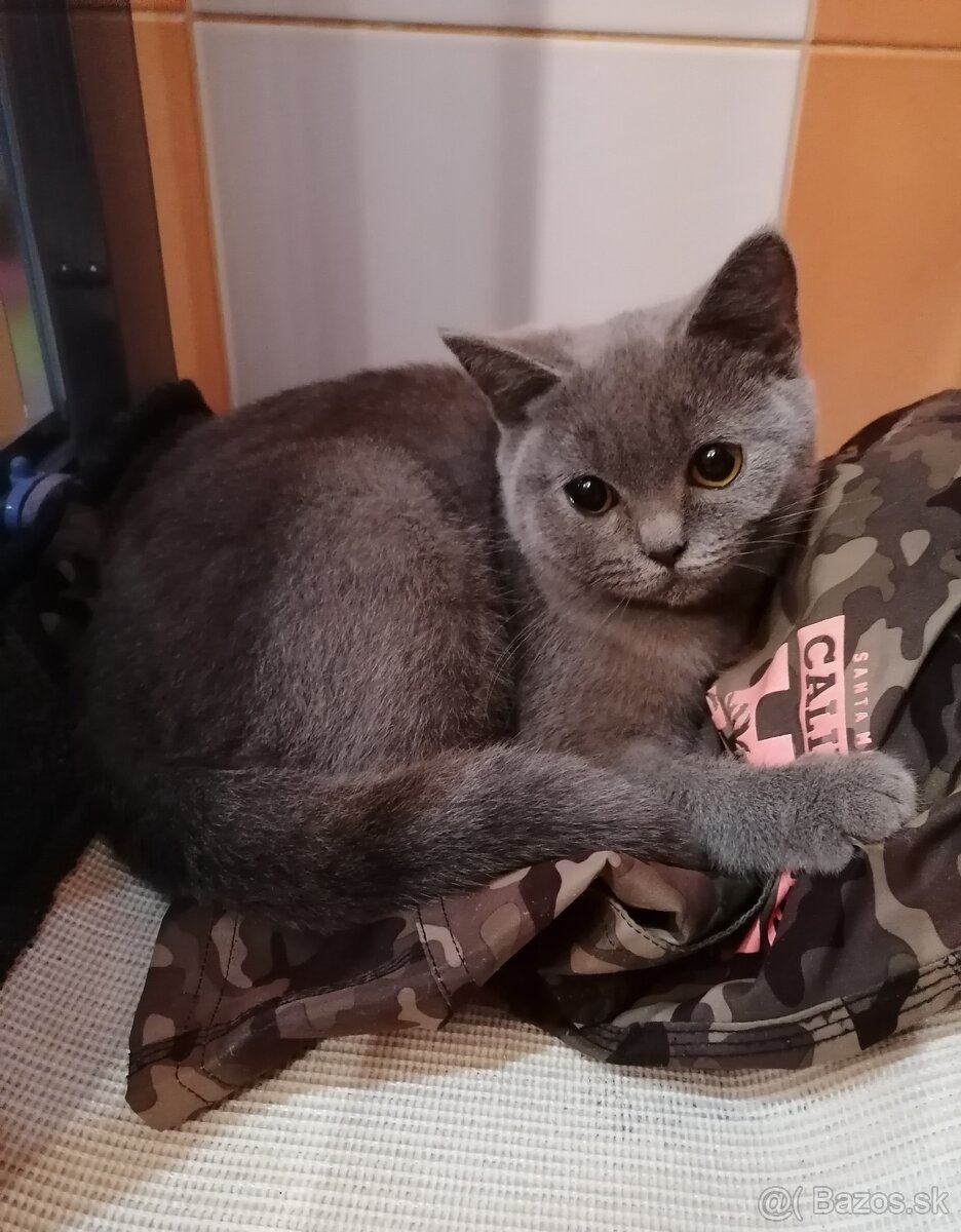 Britské mačiatka - 5