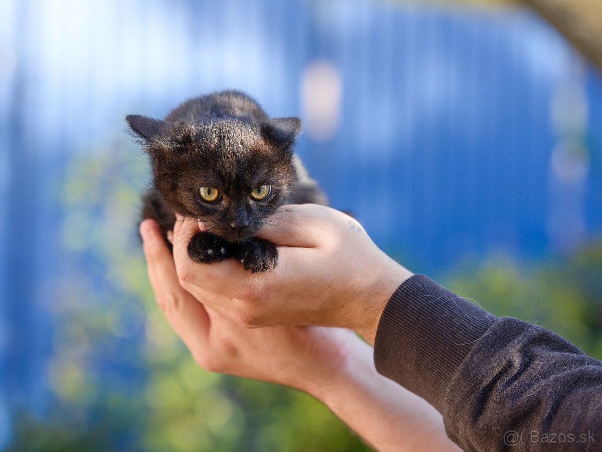Darujem mačiatka z ulice - čierne, sivé, whiskas - 5