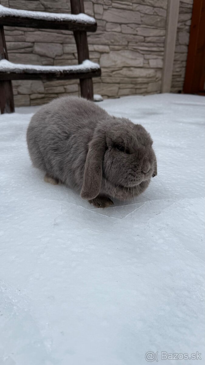 Zákrslý králik minilop❤️ - 5