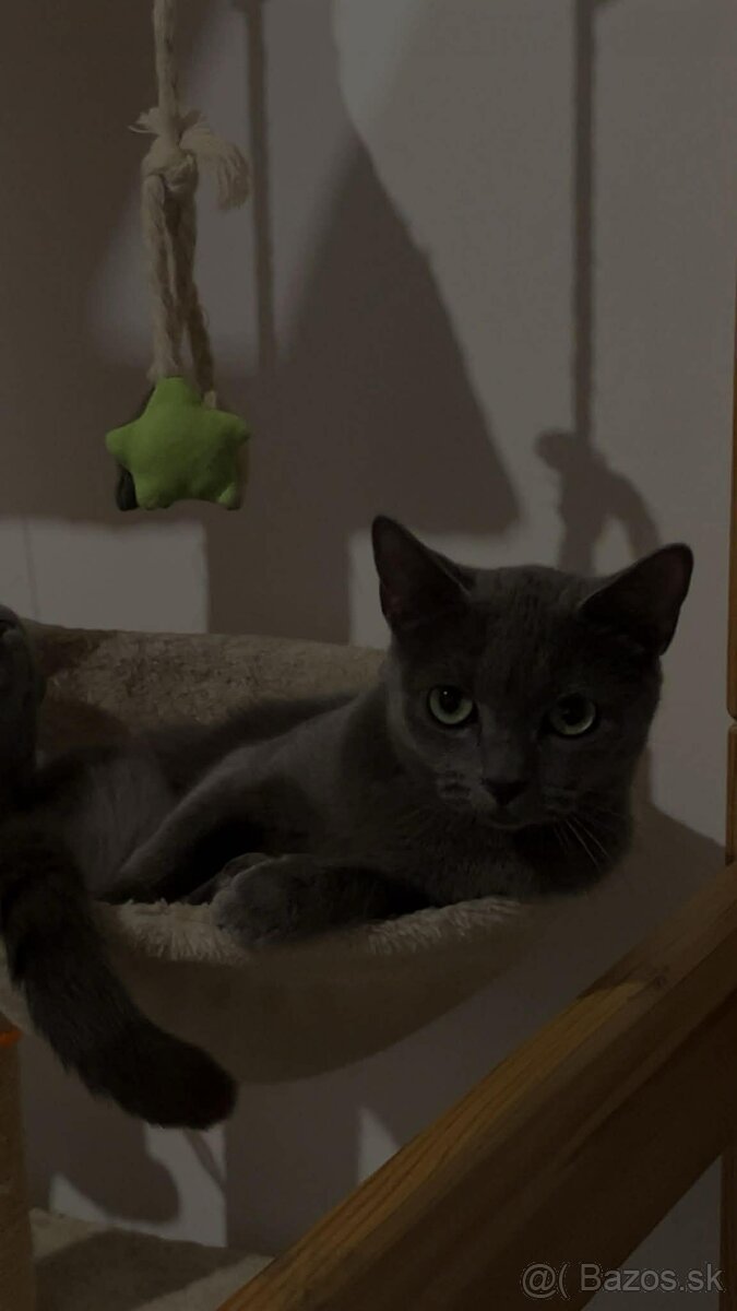 Darujem ruskú modrú mačku do dobrých rúk - 5