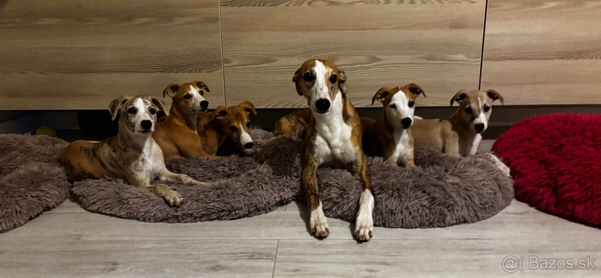 Šteniatko Vipet/Whippet s preukazom pôvodu - 5