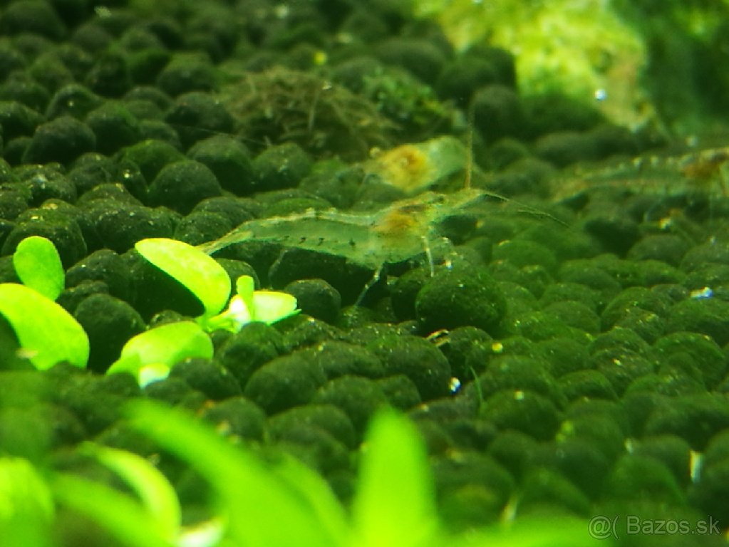 Krevetky neocaridina palmata 15+5ks zadarmo - 5